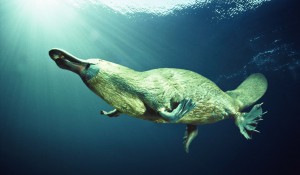 platypus